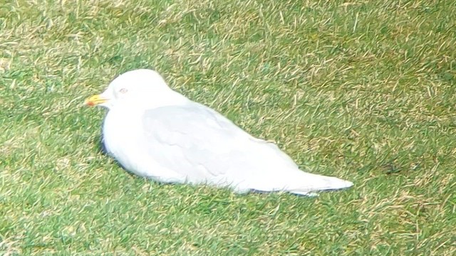 Полярная чайка (kumlieni) - ML615739324