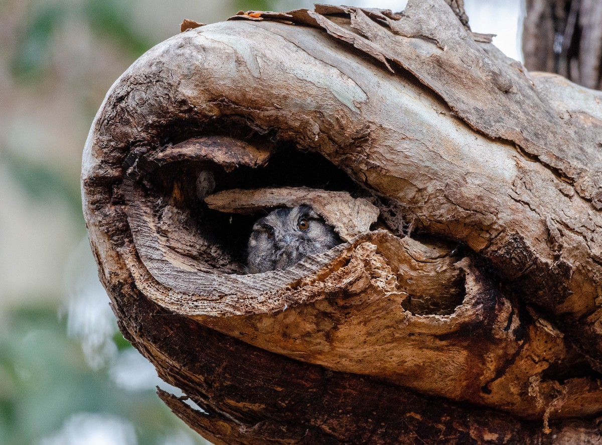 Australian Owlet-nightjar - ML615739402