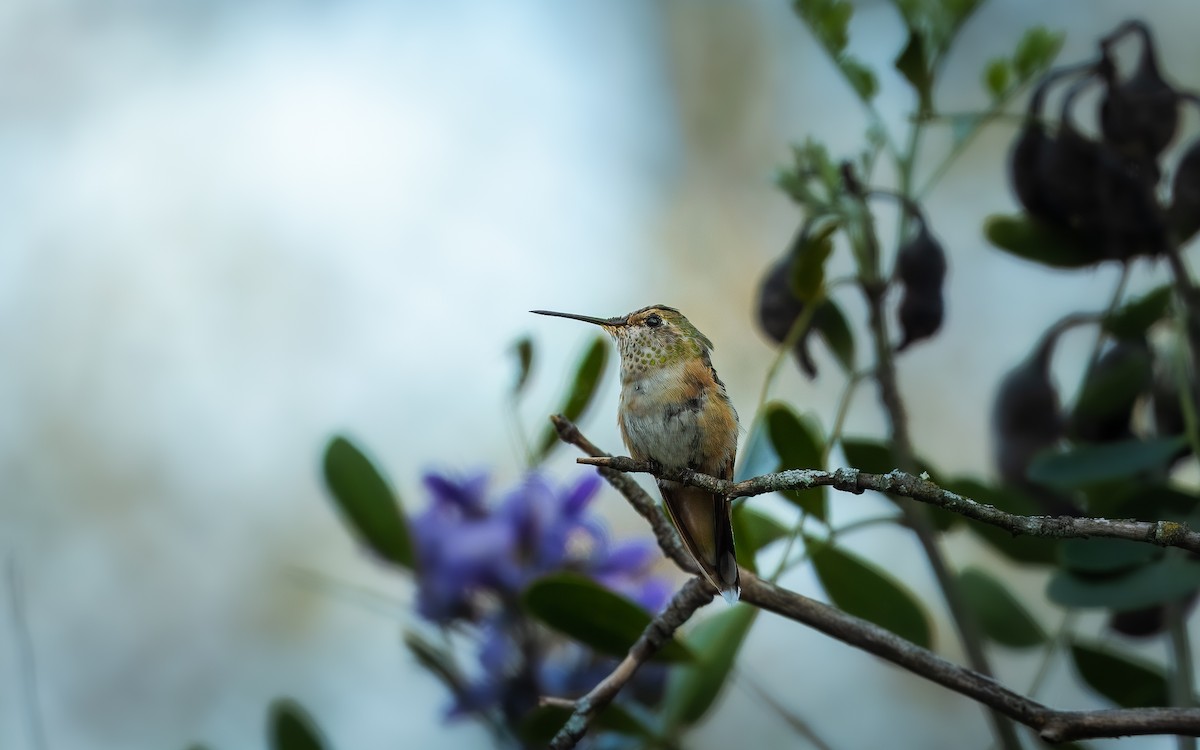 Broad-tailed Hummingbird - ML615739441