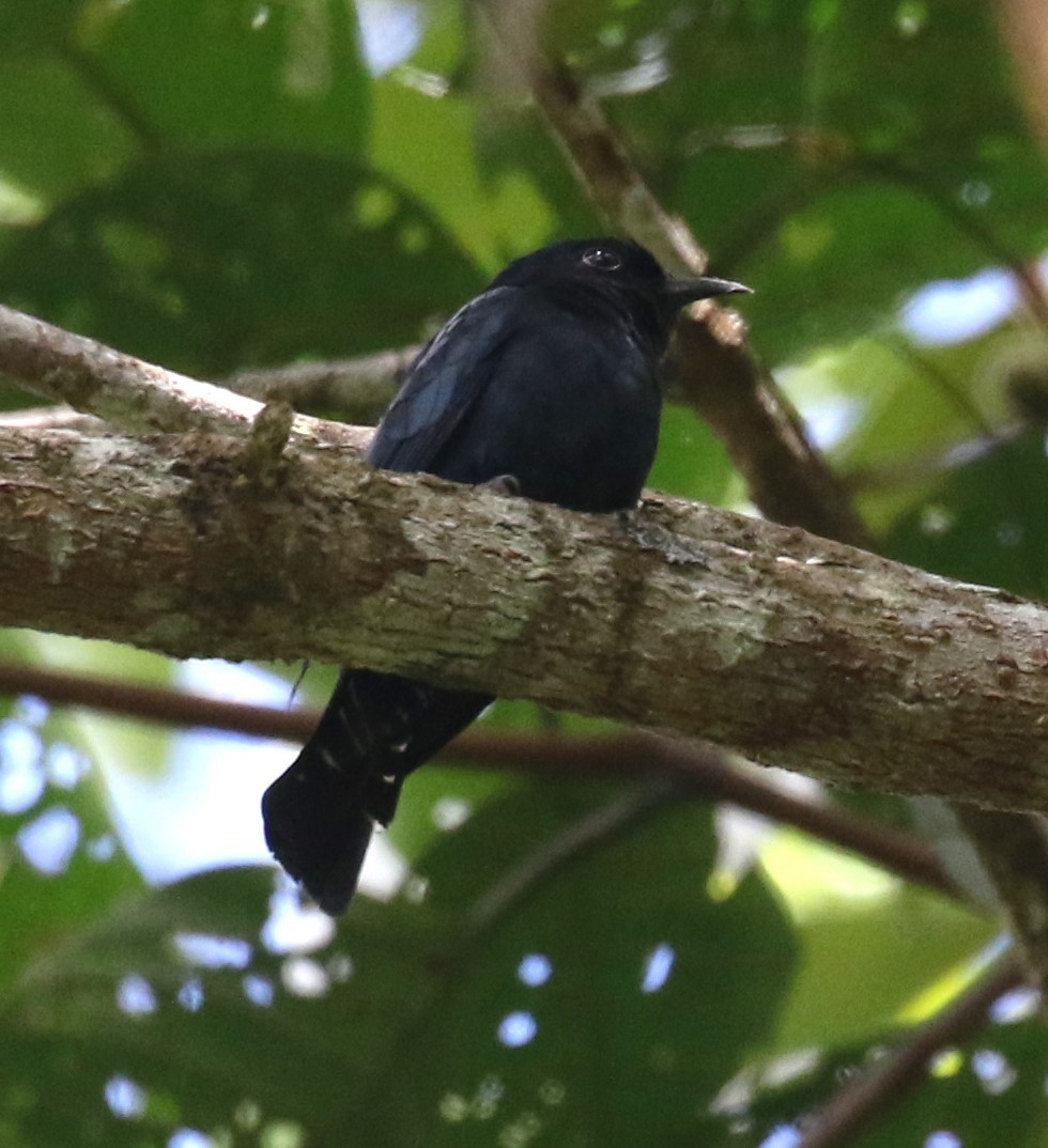 Square-tailed Drongo-Cuckoo - ML615739582