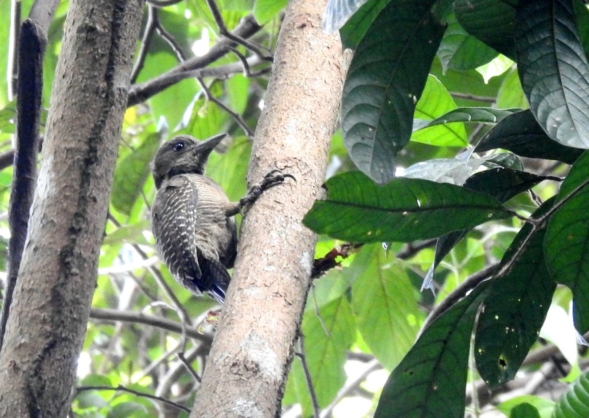 Buff-necked Woodpecker - ML615739681