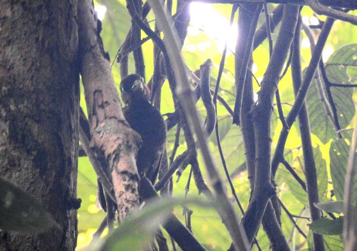 Buff-necked Woodpecker - ML615739682