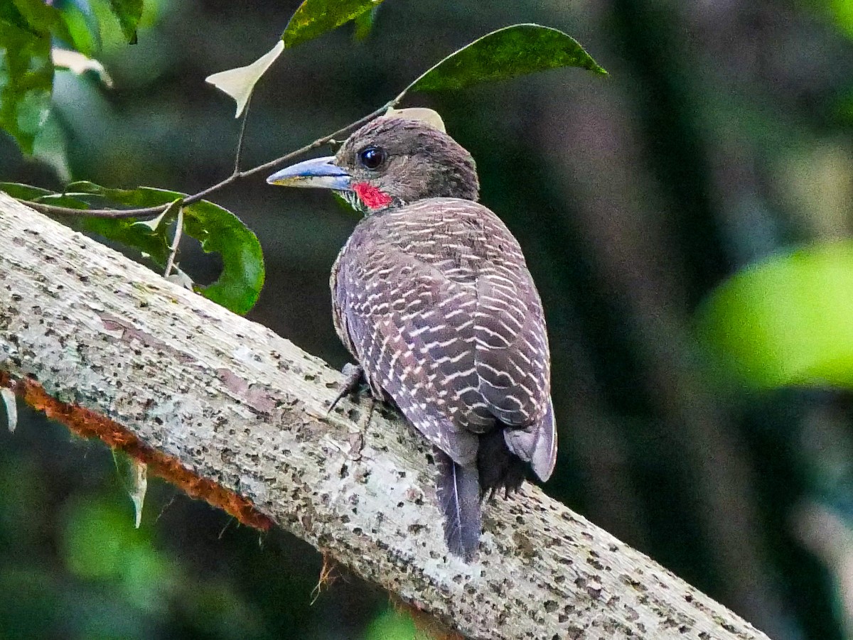 Buff-necked Woodpecker - ML615739683
