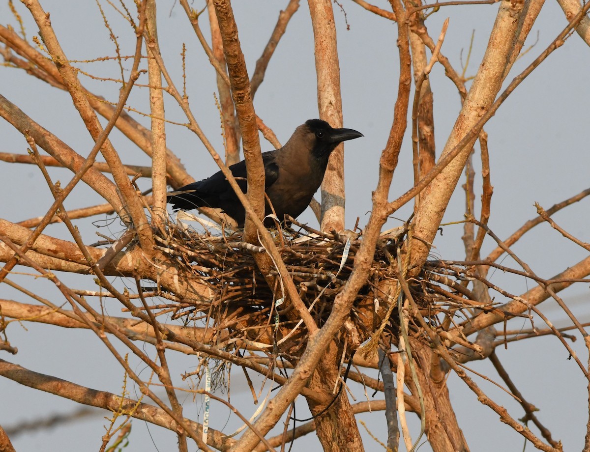 House Crow - mathew thekkethala