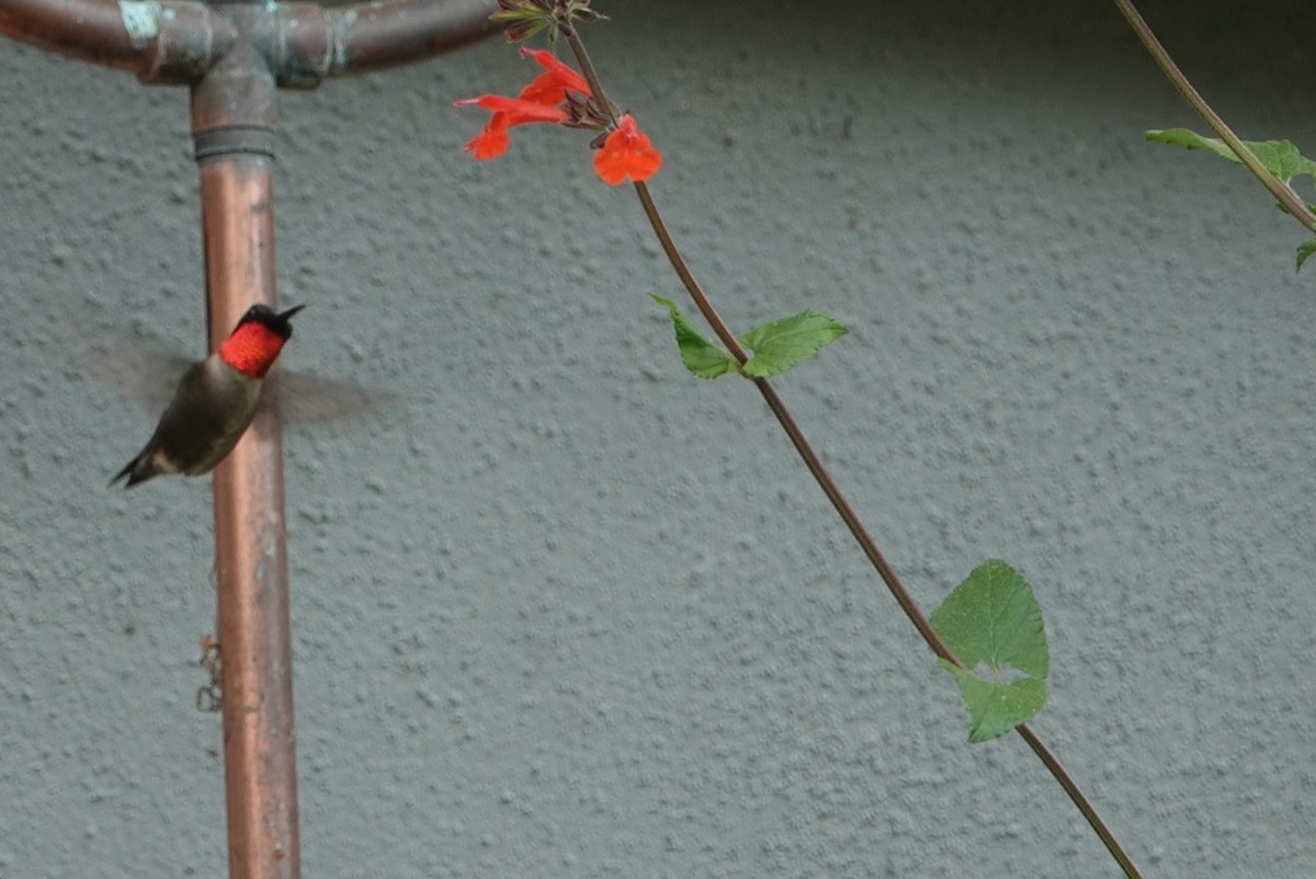 Ruby-throated Hummingbird - ML615739860