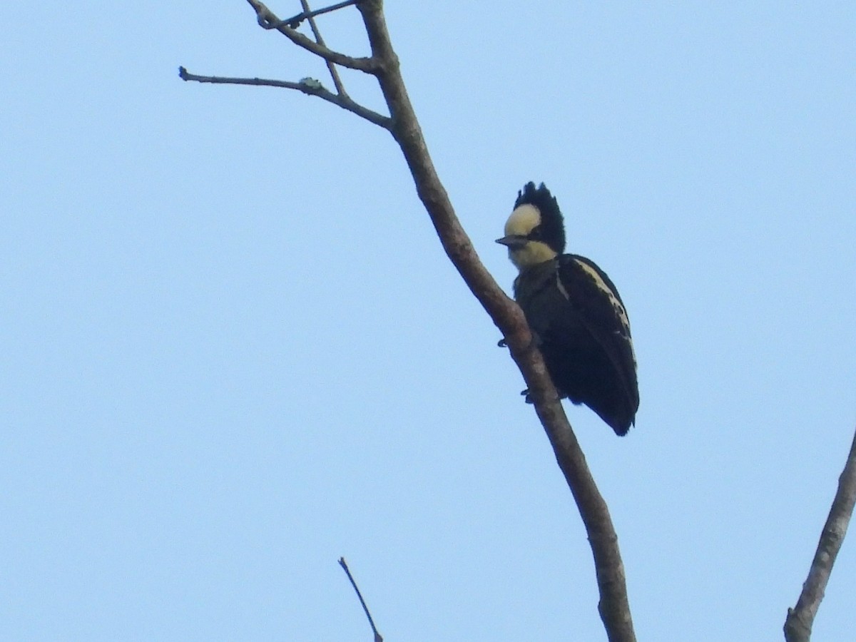 Heart-spotted Woodpecker - ML615739923