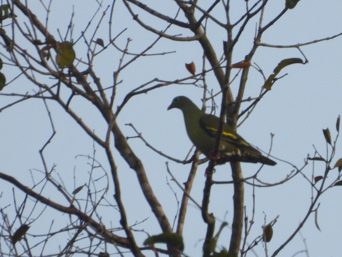 Thick-billed Green-Pigeon - ML615739934