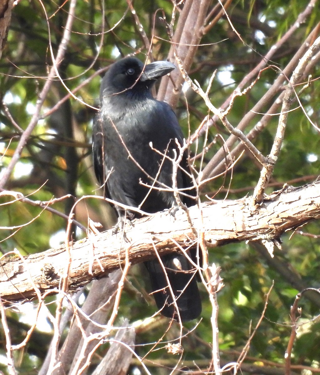 Large-billed Crow - ML615739948