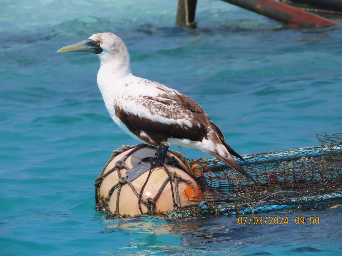 Masked Booby - ML615740010