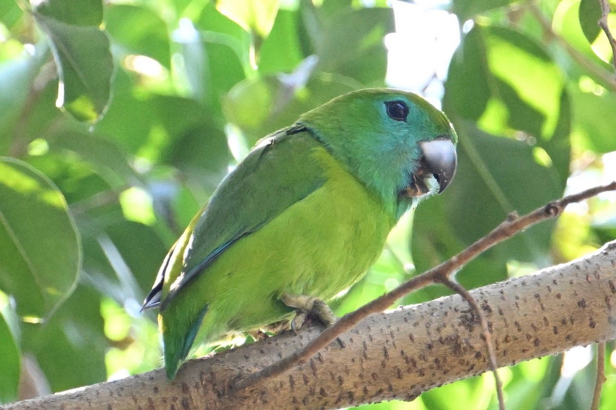 Filipin İncir Papağanı - ML615740107
