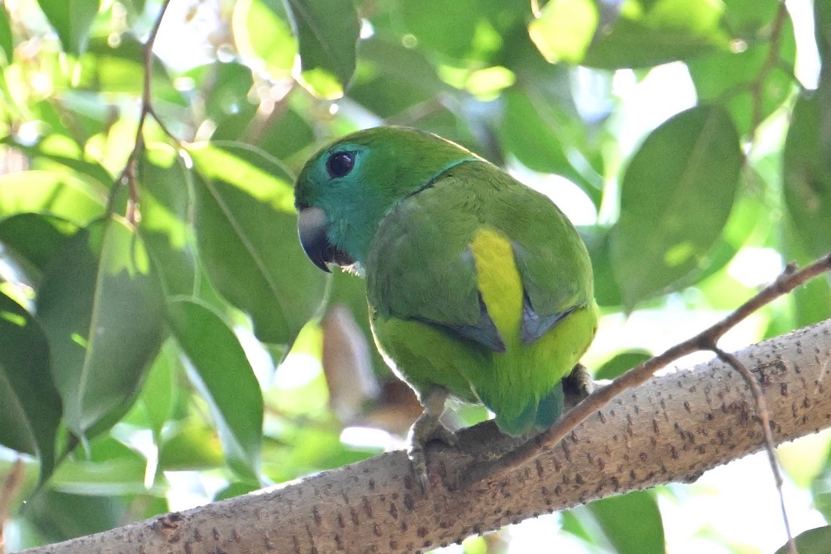 Filipin İncir Papağanı - ML615740108