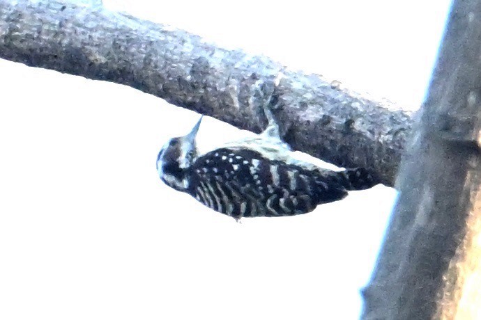 Philippine Pygmy Woodpecker - ML615740331