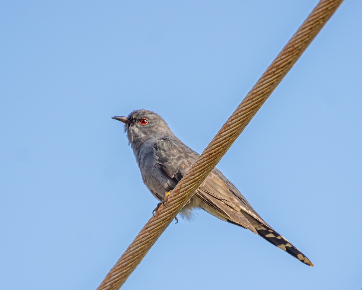 Gray-bellied Cuckoo - ML615740540