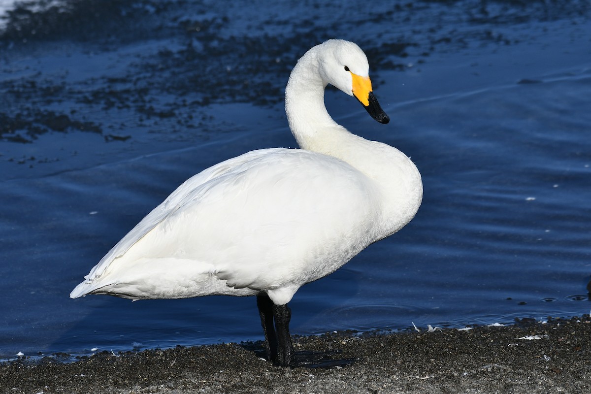 Whooper Swan - ML615740601