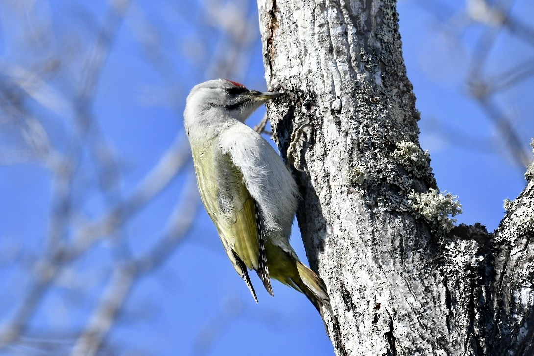 Gray-headed Woodpecker - Russell Waugh