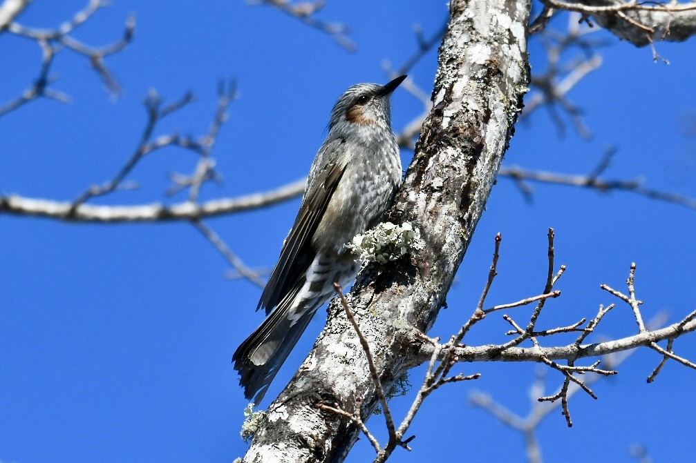 Gray-headed Woodpecker - ML615740606