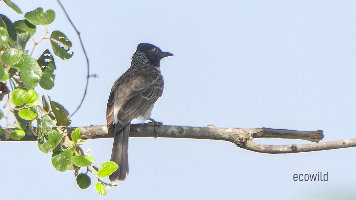 Red-vented Bulbul - ML615740710