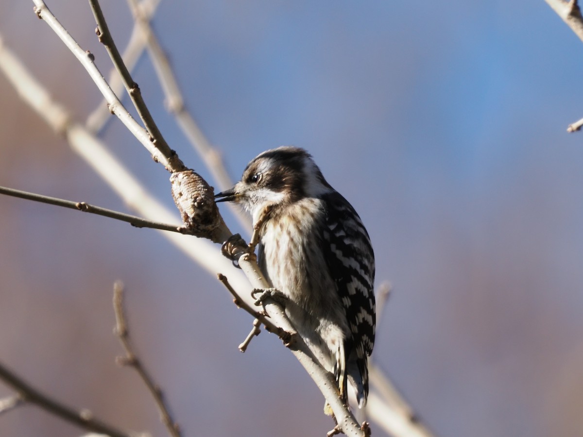 Japanese Pygmy Woodpecker - Inazoh 🍻