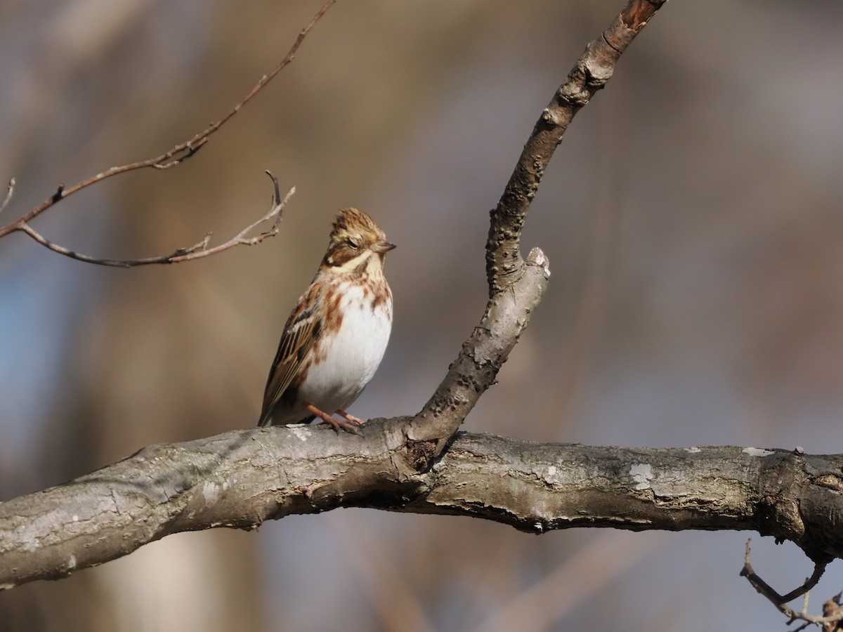 Rustic Bunting - Inazoh 🍻