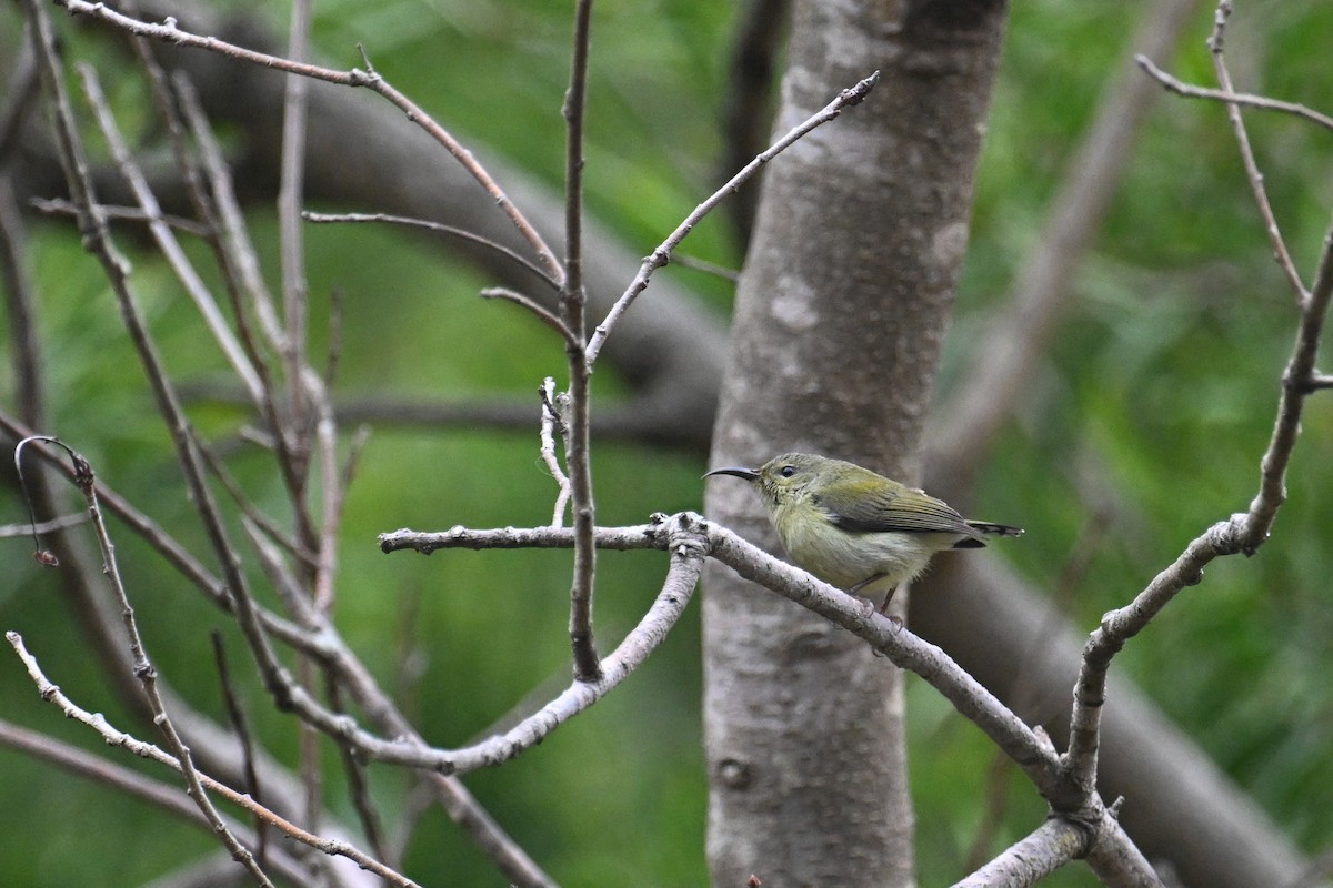 Fork-tailed Sunbird (Fork-tailed) - ML615741117