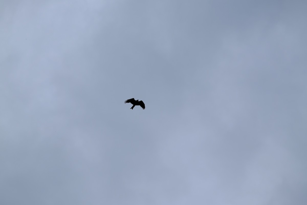 Black Kite (Yellow-billed) - ML615741126