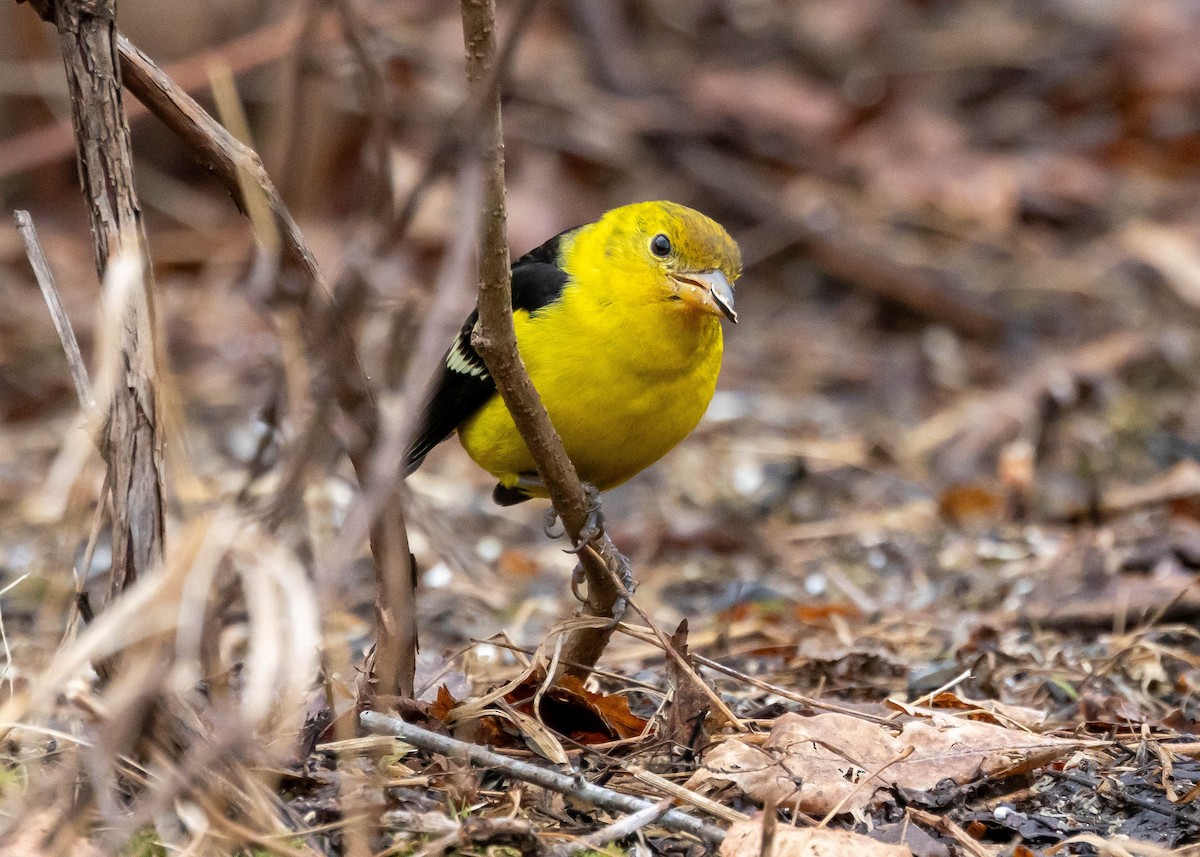 Western Tanager - ML615741203
