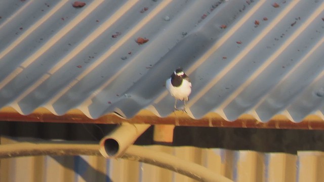 White-browed Wagtail - ML615741206