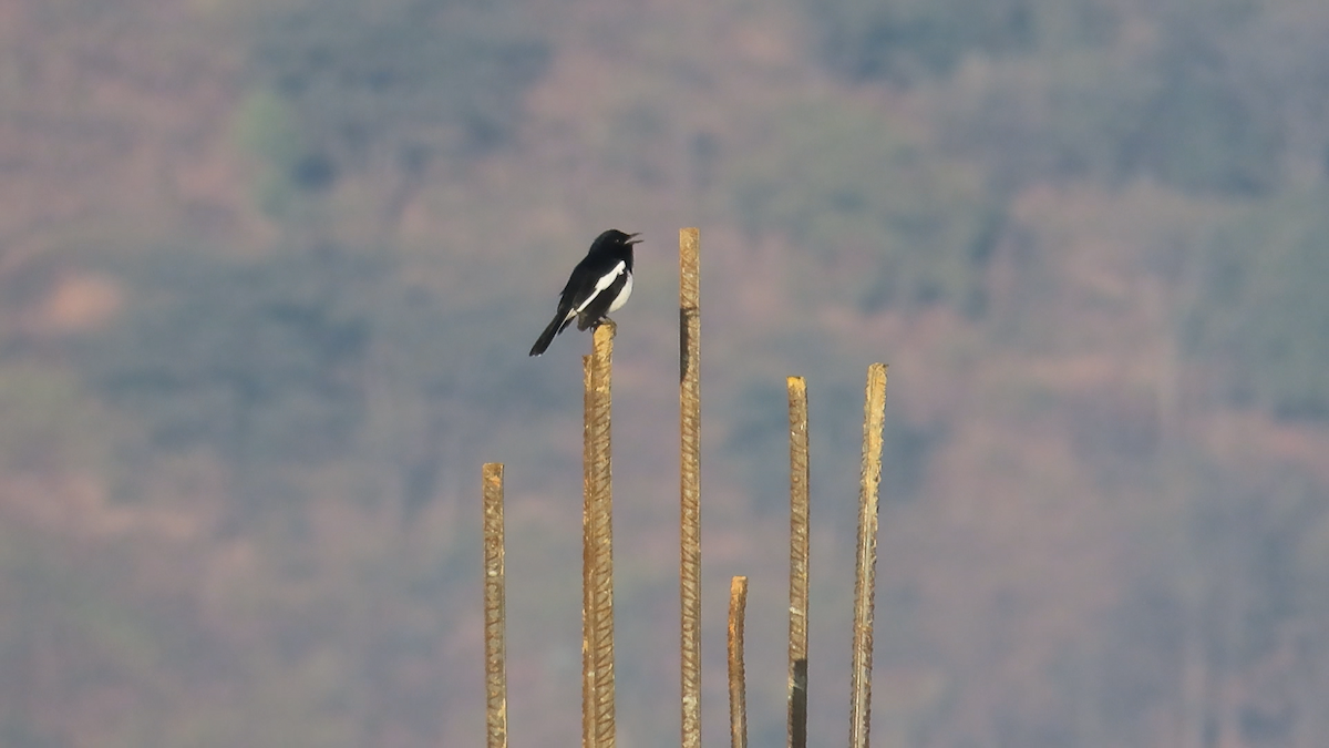 Oriental Magpie-Robin (Oriental) - Arend van Riessen
