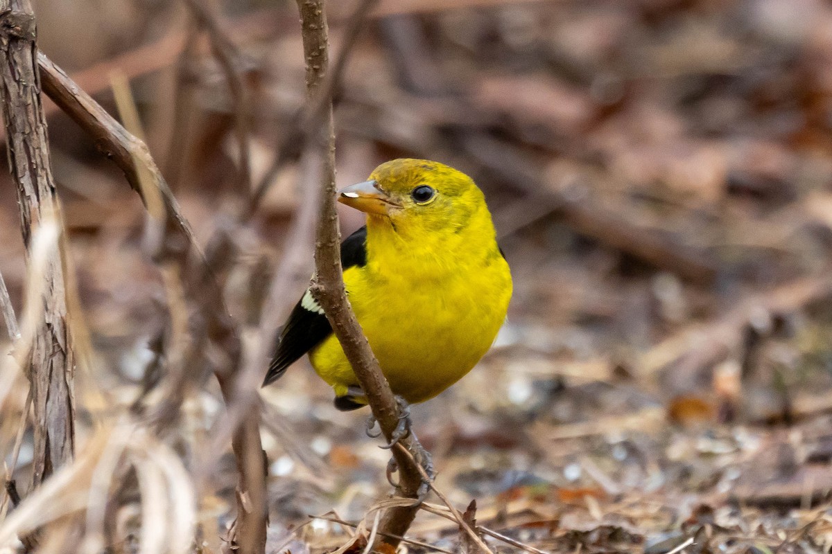 Western Tanager - ML615741349