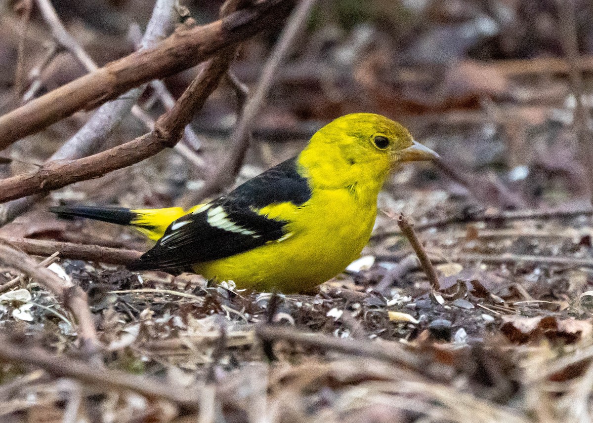 Western Tanager - ML615741352