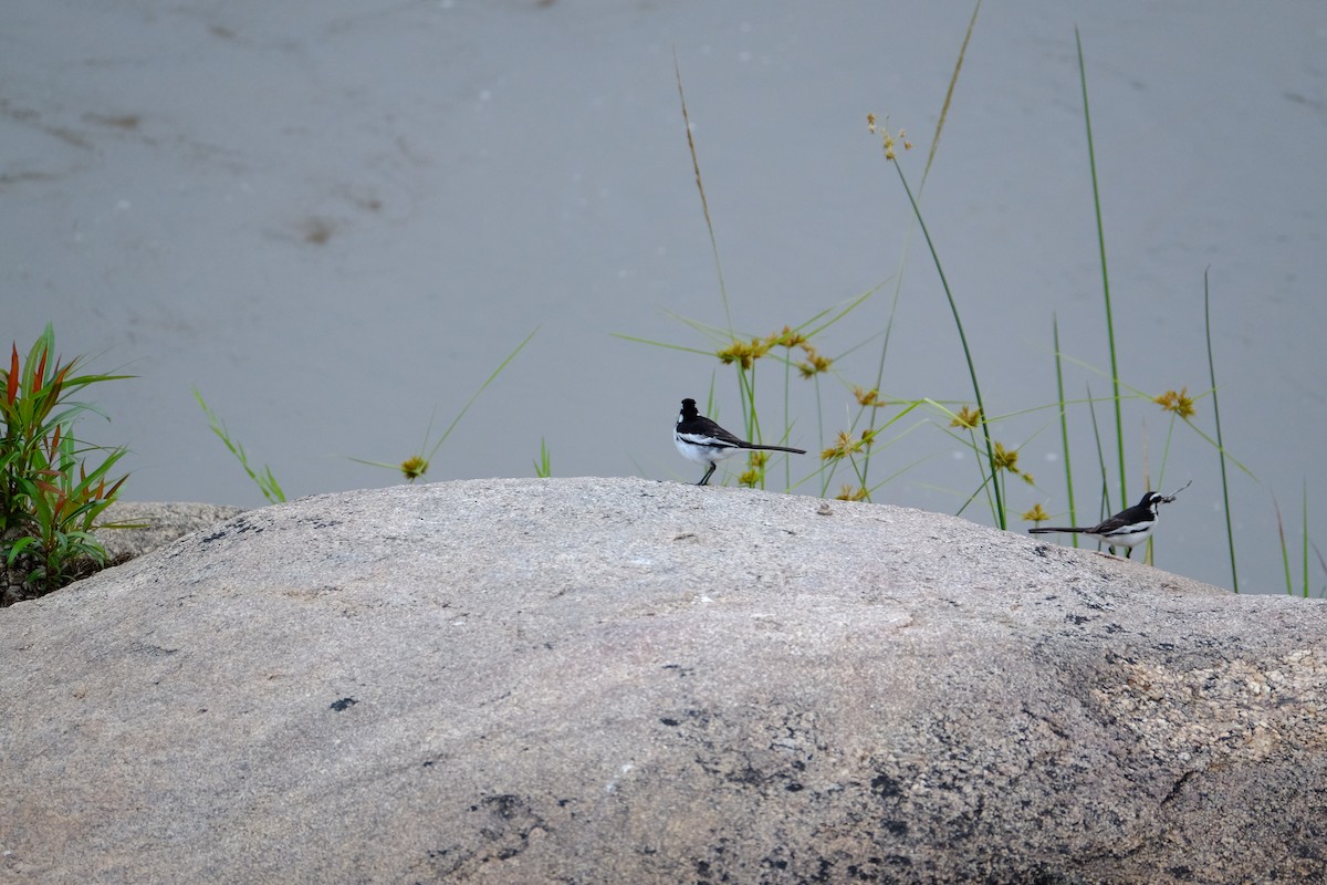 African Pied Wagtail - Marjorie Rapp