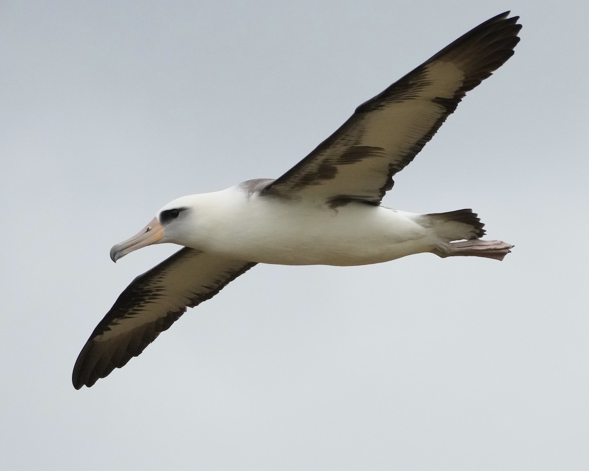 Laysan Albatross - ML615741447