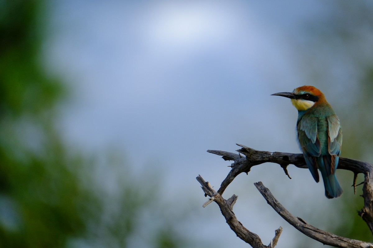 European Bee-eater - Marjorie Rapp