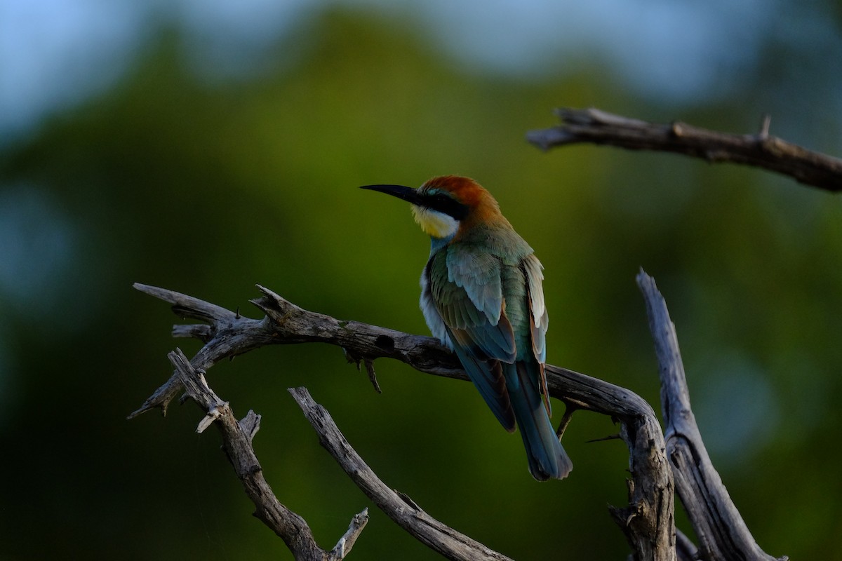 European Bee-eater - Marjorie Rapp