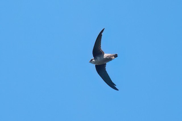 Vaux's Swift