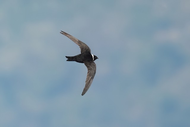 White-collared Swift