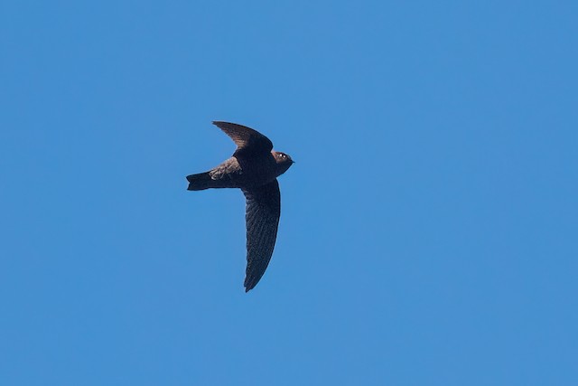 Chestnut-collared Swift