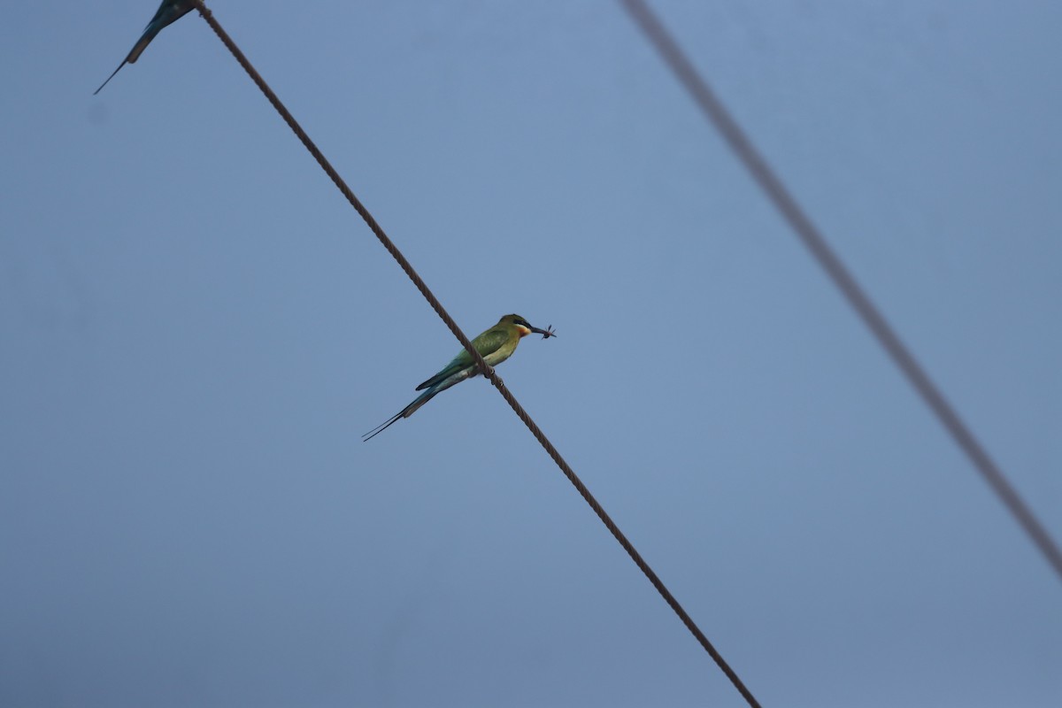 Blue-tailed Bee-eater - ML615741663
