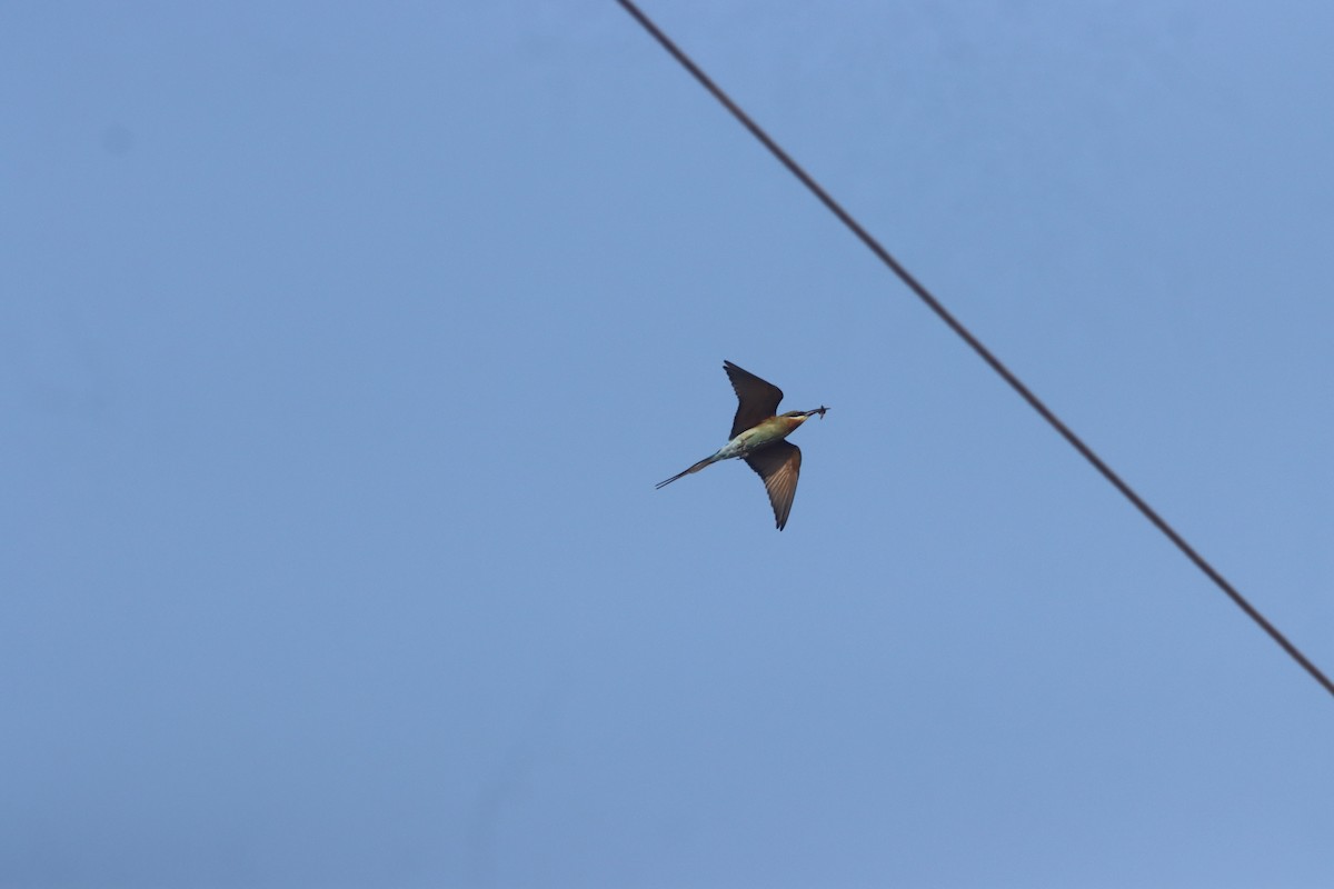 Blue-tailed Bee-eater - ML615741667