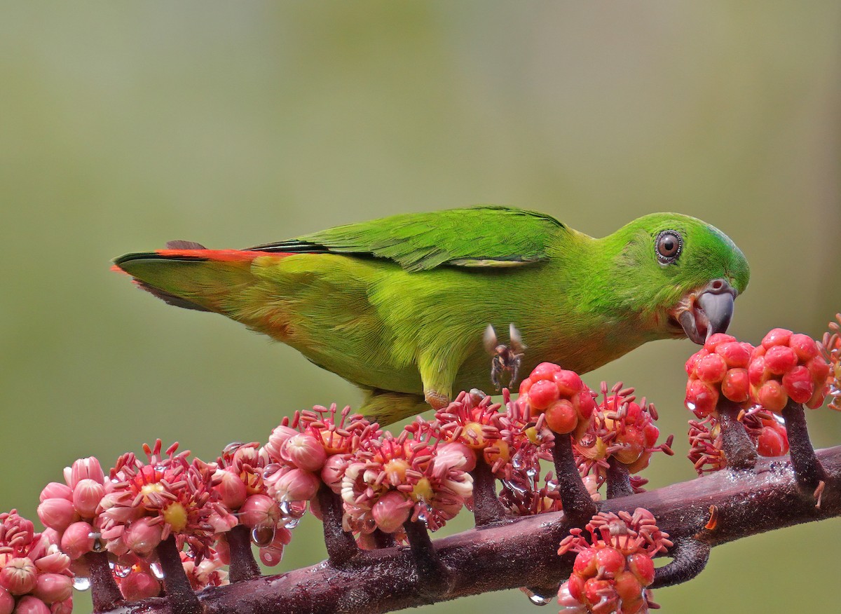 Blue-crowned Hanging-Parrot - ML615741681