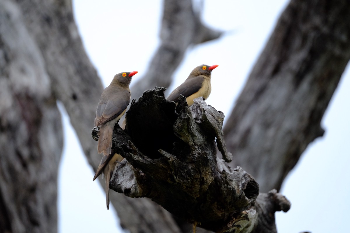 Red-billed Oxpecker - ML615741725