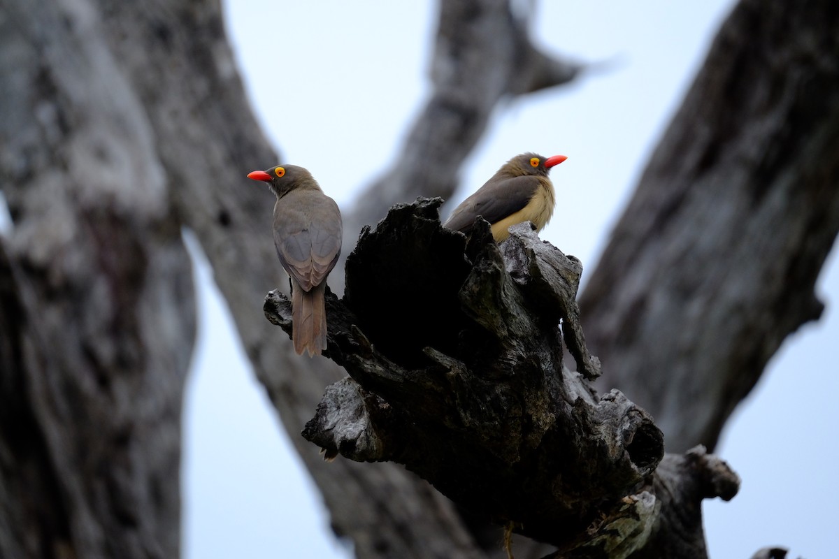 Red-billed Oxpecker - ML615741726