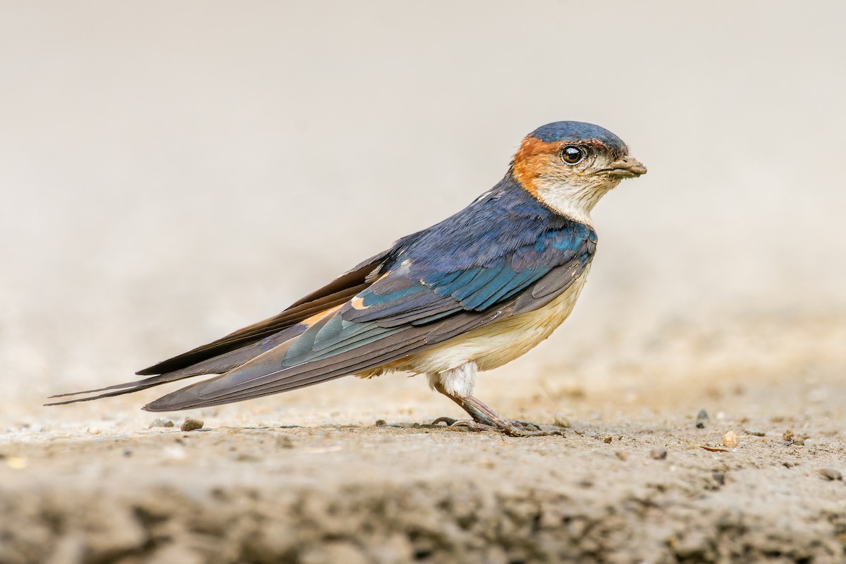 Red-rumped Swallow - ML615741952