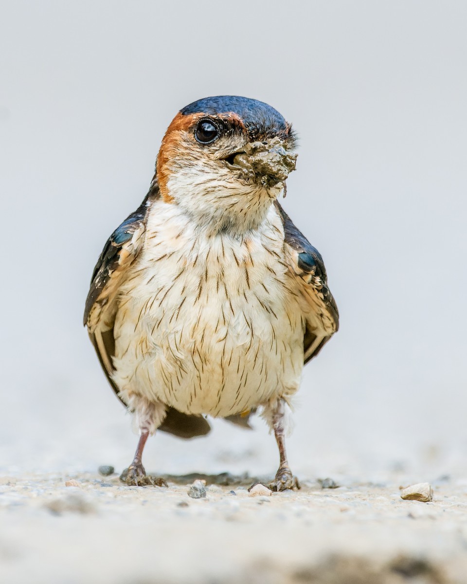 Red-rumped Swallow - Rajat Chordia