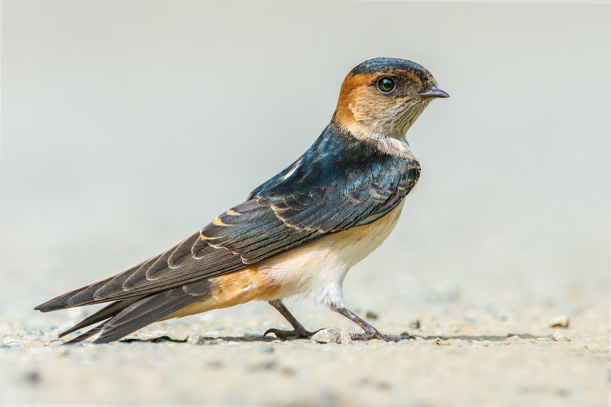 Red-rumped Swallow - ML615741956