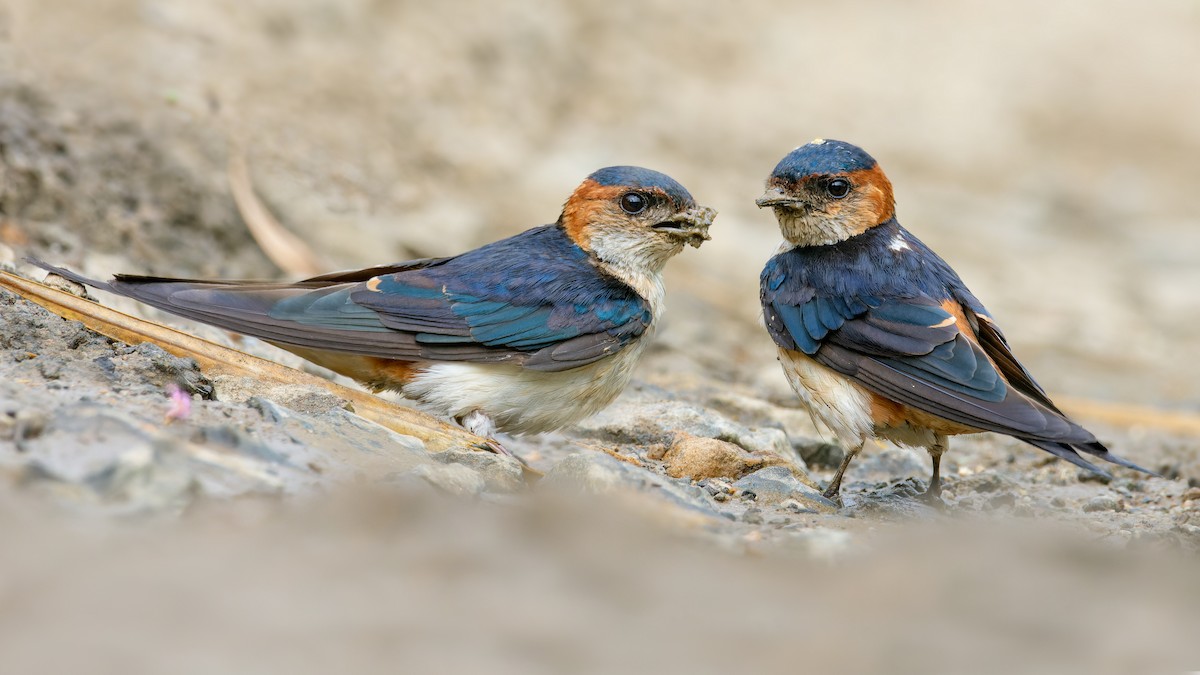 Red-rumped Swallow - ML615741957