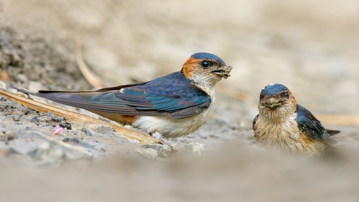 Red-rumped Swallow - ML615741958
