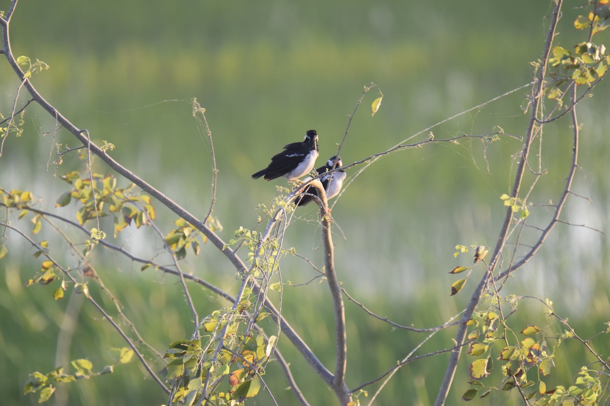 Indian Pied Starling - ML615741974