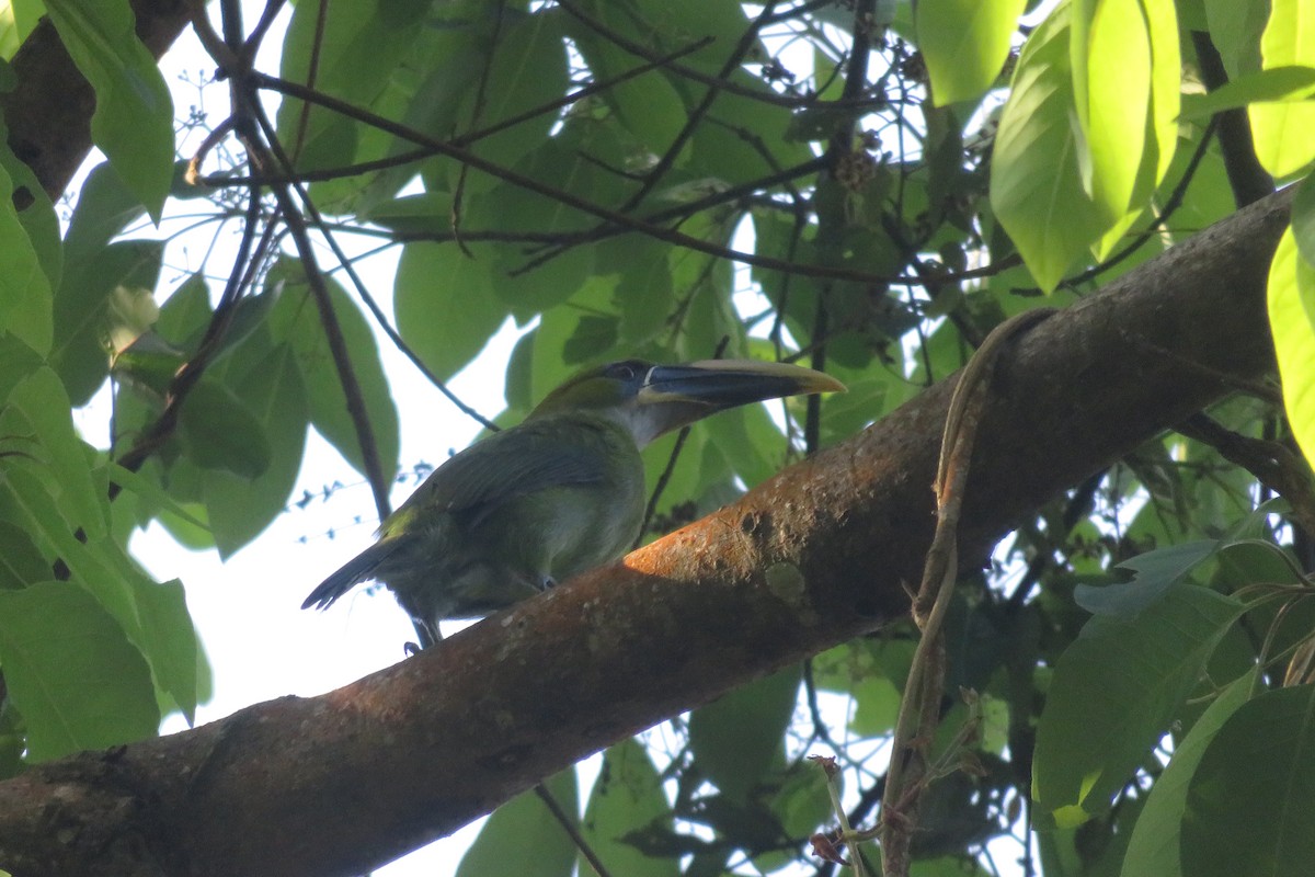 Groove-billed Toucanet (Yellow-billed) - ML615741995