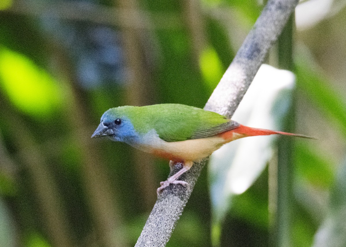 Pin-tailed Parrotfinch - ML615742062